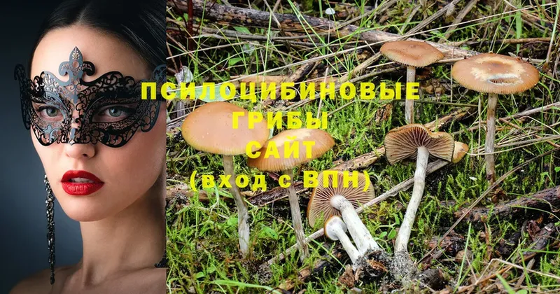 Галлюциногенные грибы Psilocybe  ОМГ ОМГ зеркало  Красногорск 